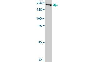 DNMBP MaxPab polyclonal antibody. (DNMBP antibody  (AA 1-823))