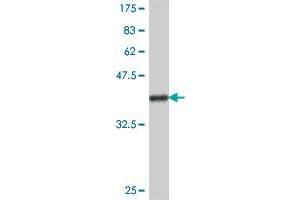 Western Blot detection against Immunogen (38. (HGF antibody  (AA 619-728))