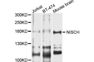 Western blot analysis of extract of various cells, using NISCH antibody.