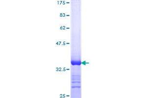 Image no. 1 for ATP-Dependent RNA Helicase A (DHX9) (AA 1-90) protein (GST tag) (ABIN1351585)