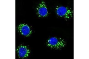 Immunofluorescence (IF) image for anti-Muscle, Skeletal, Receptor Tyrosine Kinase (MUSK) antibody (ABIN3003399)