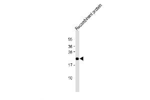 Western Blot at 1:2000 dilution + Recombinant human EPO protein Lysates/proteins at 20 ug per lane. (EPO antibody  (N-Term))