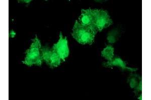 Anti-AKT1 mouse monoclonal antibody (ABIN2455515) immunofluorescent staining of COS7 cells transiently transfected by pCMV6-ENTRY AKT1 (RC220257). (AKT1 antibody)