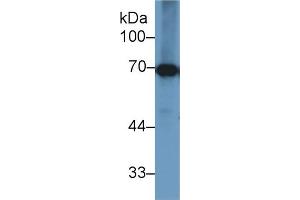 Western Blot; Sample: Bovine Liver lysate; Primary Ab: 1µg/ml Rabbit Anti-Bovine HSPA1B Antibody Second Ab: 0.
