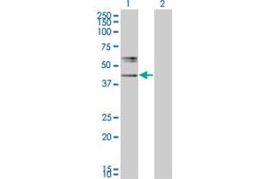 Western Blot analysis of B3GNT2 expression in transfected 293T cell line by B3GNT2 monoclonal antibody (M05), clone 1A8.