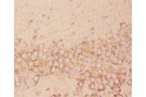 IHC-P: FSH beta antibody testing of mouse brain tissue (FSHB antibody  (AA 19-129))