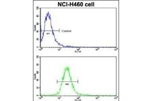 Flow cytometric analysis of NCI- cells using EphB2 Antibody (bottom histogram) compared to a negative control cell (top histogram). (EPH Receptor B2 antibody)