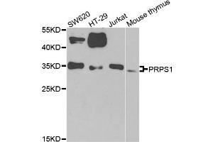 Western blot analysis of extracts of various cell lines, using PRPS1 antibody. (PRPS1 antibody)
