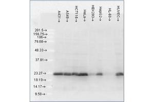 Western Blotting (WB) image for anti-Heat Shock 27kDa Protein 1 (HSPB1) antibody (ABIN452669) (HSP27 antibody)