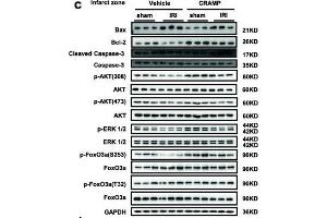 CRAMP reduces cardiac I/R injury in vivo. (ERK1 antibody  (pThr185, pThr187, pThr202, pThr204))