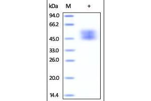 Cynomolgus B7-1, His Tag (HPLC-verified) on SDS-PAGE under reducing (R) condition.