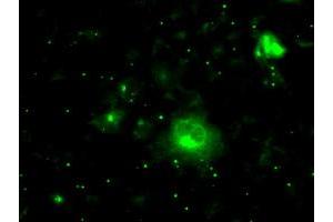Anti-PRL mouse monoclonal antibody (ABIN2453519) immunofluorescent staining of COS7 cells transiently transfected by pCMV6-ENTRY PRL (RC205627). (Prolactin antibody)