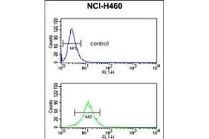 SDR Antibody (Center) (ABIN653890 and ABIN2843136) flow cytometric analysis of NCI- cells (bottom histogram) compared to a negative control cell (top histogram). (SDPR antibody  (AA 109-135))