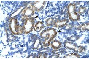 Immunohistochemical staining (Formalin-fixed paraffin-embedded sections) of human kidney with FIZ1 polyclonal antibody  at 4-8 ug/mL working concentration. (FIZ1 antibody  (C-Term))