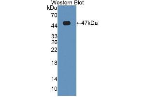 Figure. (HFE2 antibody  (AA 36-200))