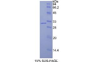 SDS-PAGE (SDS) image for Isocitrate Dehydrogenase 1 (NADP+), Soluble (IDH1) (AA 74-333) protein (His tag) (ABIN1877165) (IDH1 Protein (AA 74-333) (His tag))