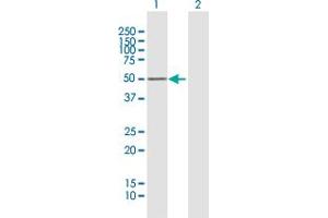 Western Blot analysis of PRKAR1B expression in transfected 293T cell line by PRKAR1B MaxPab polyclonal antibody. (PRKAR1B antibody  (AA 1-381))