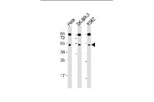 SLC16A13 antibody  (C-Term)