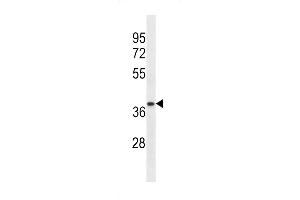 Western blot analysis of lysate from human ovary tissue lysate, using TRA2A Antibody (Center) (ABIN657147 and ABIN2846283). (TRA2A antibody  (AA 153-182))