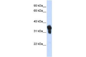 MLX antibody  (N-Term)