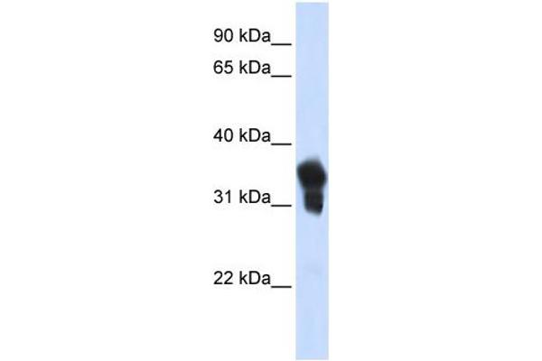 MLX antibody  (N-Term)