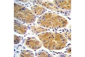 AARS2 antibody immunohistochemistry analysis in formalin fixed and paraffin embedded human stomach tissue. (AARS2 antibody  (AA 366-394))