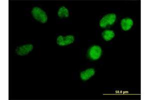 Immunofluorescence of purified MaxPab antibody to U2AF1L3 on HeLa cell. (Splicing factor U2AF 26 kDa subunit (U2AF1L4) (AA 1-202) antibody)