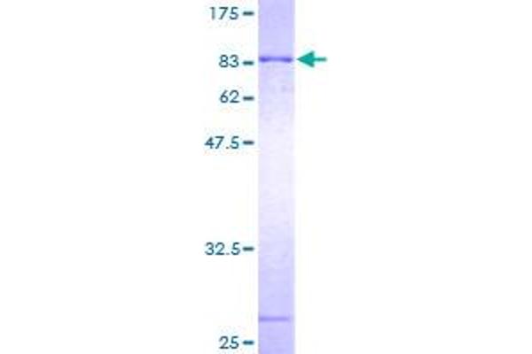 BIN1 Protein (AA 1-439) (GST tag)