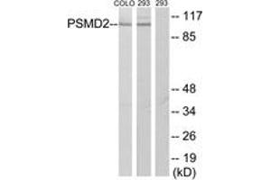 Western blot analysis of extracts from COLO205/293 cells, using PSMD2 Antibody. (PSMD2 antibody  (AA 101-150))