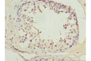 Immunohistochemistry of paraffin-embedded human testis tissue using ABIN7165116 at dilution of 1:100 (ATOH7 antibody  (AA 47-152))