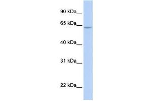 Western Blotting (WB) image for anti-AT Rich Interactive Domain 5A (MRF1-Like) (ARID5A) antibody (ABIN2459452) (ARID5A antibody)