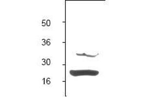 Image no. 1 for anti-BCL2-Associated X Protein (BAX) (N-Term) antibody (ABIN126979) (BAX antibody  (N-Term))