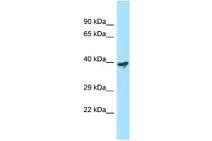 Western Blotting (WB) image for anti-LY6/PLAUR Domain Containing 3 (LYPD3) (C-Term) antibody (ABIN2790217) (LYPD3 antibody  (C-Term))