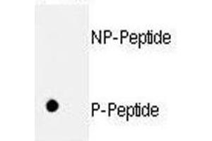 Dot blot analysis of p-Rb1 antibody.