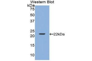 Western Blotting (WB) image for anti-Vascular Endothelial Growth Factor A (VEGFA) antibody (FITC) (ABIN1172441) (VEGFA antibody  (FITC))
