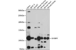 Western blot analysis of extracts of various cell lines, using SH3BP4 antibody (ABIN7270278) at 1:1000 dilution. (SH3BP4 antibody  (AA 784-963))