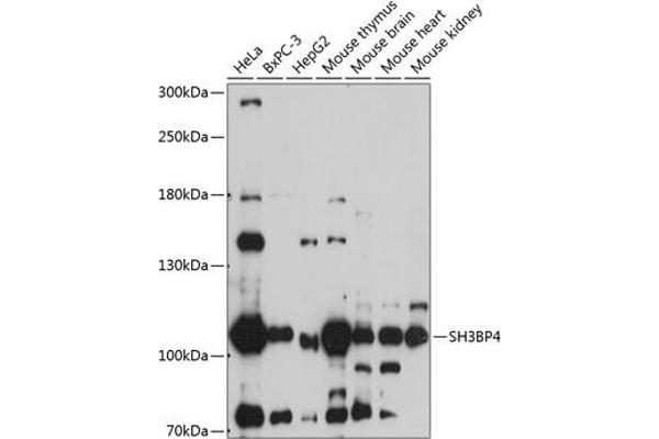 SH3BP4 antibody  (AA 784-963)