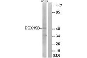 Western blot analysis of extracts from HT-29 cells, using DDX19B Antibody.