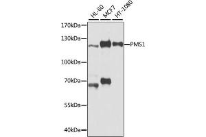 Western blot analysis of extracts of various cell lines, using PMS1 antibody (ABIN3023147, ABIN3023148, ABIN3023149 and ABIN6219412) at 1:1000 dilution. (PMS1 antibody  (AA 405-619))
