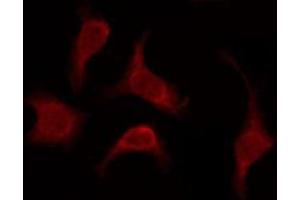 ABIN6276094 staining HeLa by IF/ICC. (OR52W1 antibody  (Internal Region))