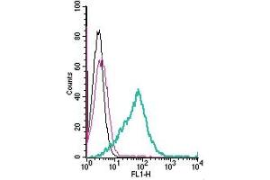 anti-G Protein-Coupled Receptor 174 (GPR174) (AA 160-175), (Extracellular) antibody (FITC)