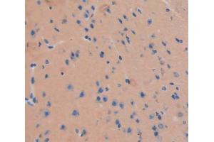 Used in DAB staining on fromalin fixed paraffin- embedded Kidney tissue (CNTN2 antibody  (AA 802-1008))