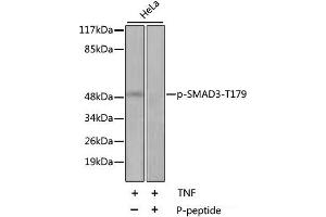 Western blot analysis of extracts of HeLa cell line using Phospho-SMAD3(T179) Polyclonal Antibody. (SMAD3 antibody  (pThr179))