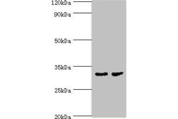 CA8 Antikörper  (AA 1-290)