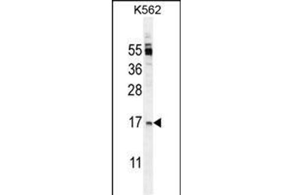 TNFSF4 anticorps  (AA 97-125)