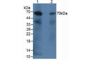 Figure. (C9 antibody  (AA 139-519))