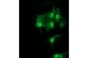 Image no. 3 for anti-Ubiquitin-Conjugating Enzyme E2S (UBE2S) antibody (ABIN1501643) (UBE2S antibody)