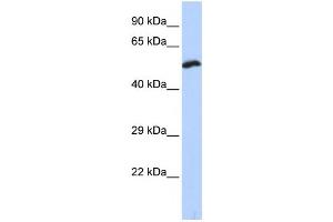 Western Blotting (WB) image for anti-Potassium Voltage-Gated Channel, Delayed-Rectifier, Subfamily S, Member 1 (KCNS1) antibody (ABIN2458130) (KCNS1 antibody)