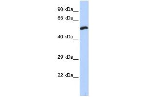 Western Blotting (WB) image for anti-Potassium Voltage-Gated Channel, Delayed-Rectifier, Subfamily S, Member 1 (KCNS1) antibody (ABIN2458130)