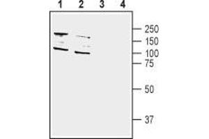 Western blot analysis of human SH-SY5Y neuroblastoma (lane 1 and 3) and human HT-29 colon adenocarcinoma (lanes 2 and 4) cell line lysate: - 1,2. (DPP10 antibody  (C-Term, Extracellular))